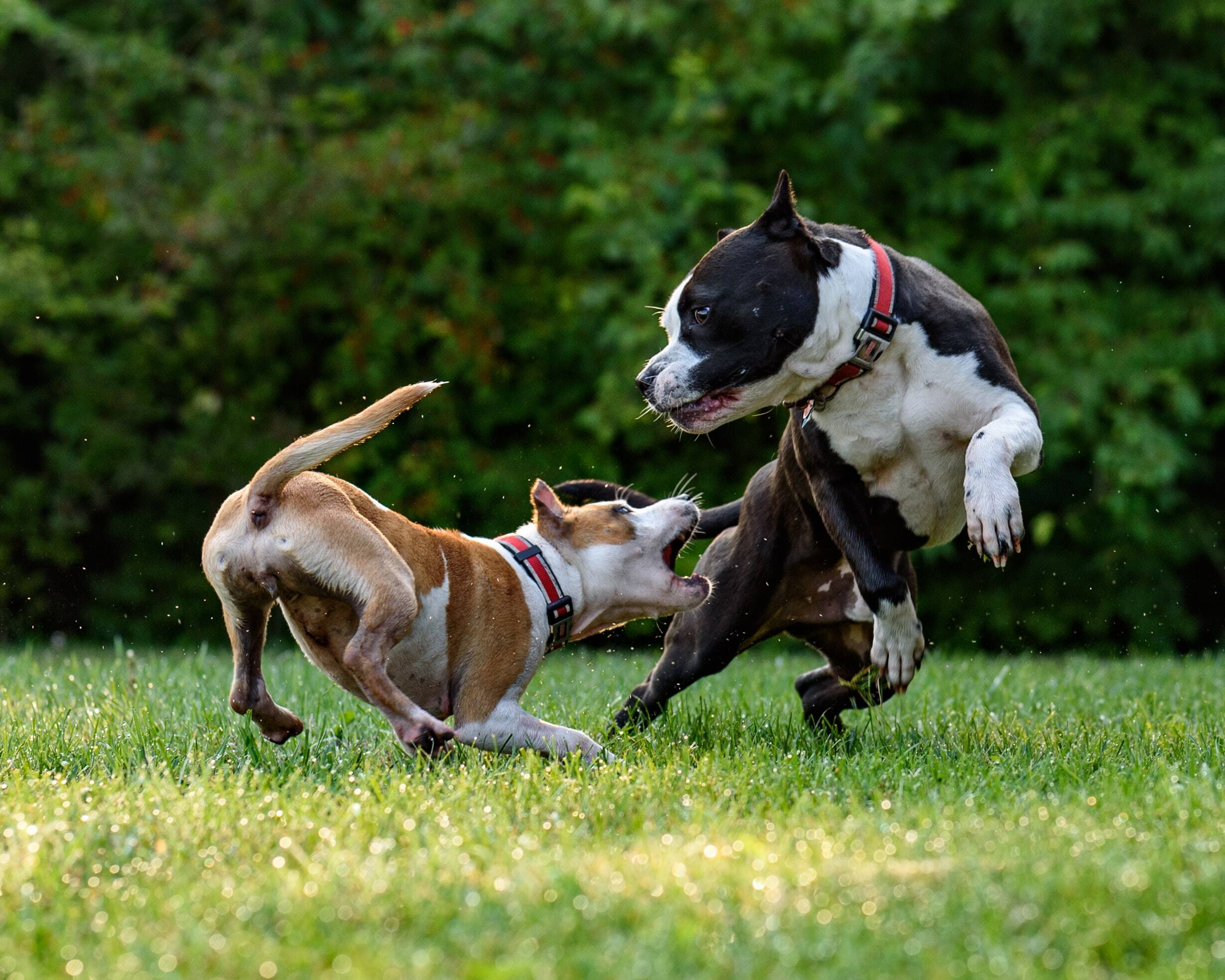 A caça é um instinto natural dos caninos. Eles têm um forte desejo de explorar e farejar e adoram jogos de esconde-esconde. Esconder brinquedos ou petiscos em diferentes ambientes pode ser uma boa maneira de encorajá-los a usar seu faro apurado, além de estimular suas habilidades cognitivas, mantendo os pets ativos. As brincadeiras que simulam caça podem fazer parte da rotina diária. David Taffet/Unsplash