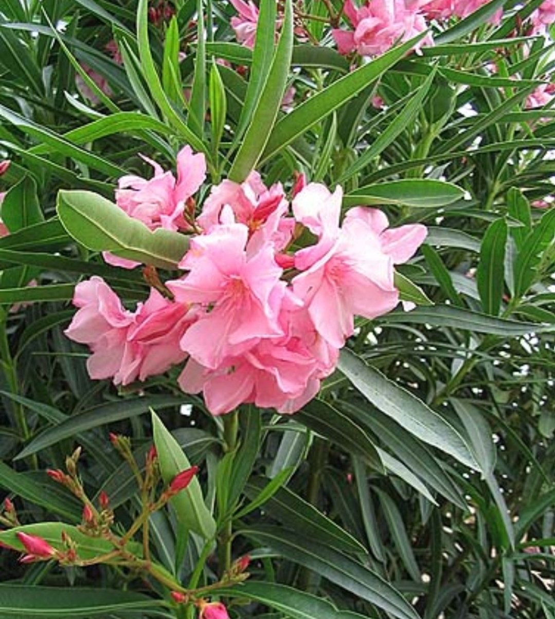 Espirradeira (Nerium oleander): Nativa do Mediterrâneo e da Ásia, é usada como ornamental em várias regiões. É altamente tóxica, podendo causar arritmias e morte se ingerida.

 Reprodução: Flipar