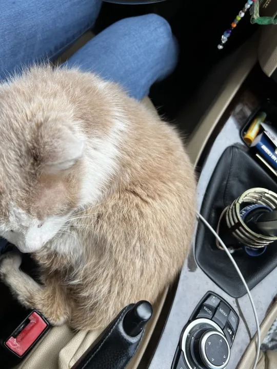 Sandy foi resgatado e levado até um hospital veterinário