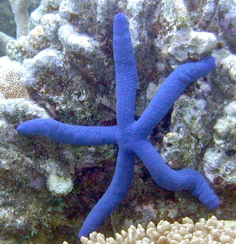 A estrela-do-mar-azul (Linckia laevigata), encontrada nas águas tropicais do Indo-Pacífico, possui uma coloração azul vibrante que a torna inconfundível. Essa espécie é conhecida por sua incrível capacidade de regeneração, podendo recriar braços perdidos, e por sua alimentação seletiva de matéria orgânica. Reprodução: Flipar