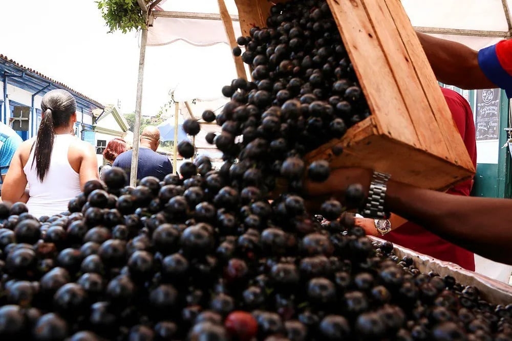 A jabuticaba é o fruto da jabuticabeira, árvore originária do Brasil. A fruta é pequena, de casca roxa e polpa branca, e contém ferro, vitaminas C, B, B2, B3 e carboidratos. Reprodução: Flipar