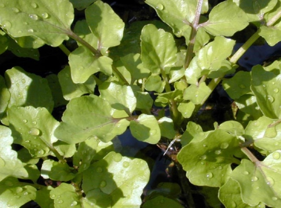 O agrião contém os antioxidantes betacaroteno, zeaxantina e luteína. Baixos níveis desses carotenóides estão associados a desenvolvimento de doenças cardíacas e hipertensão arterial, e esta verdura ajuda neste combate.  Reprodução: Flipar