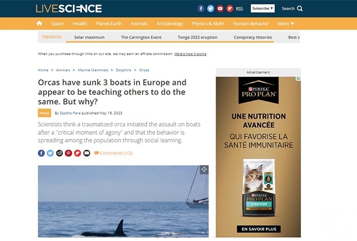 O site Live Science afirmou que esses ataques são dirigidos principalmente a barcos à vela e seguem um padrão: as orcas se aproximam da popa para atingir o leme. Reprodução: Flipar