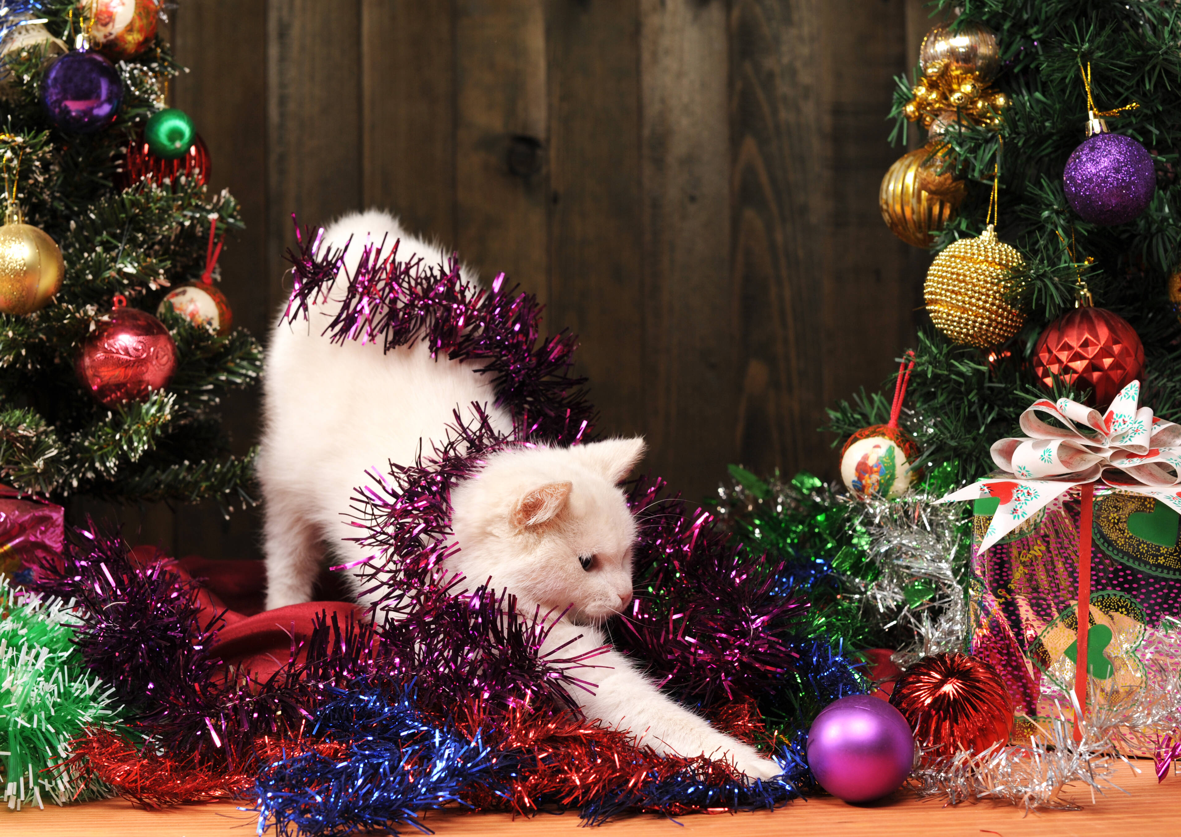 Todos os anos, gatos travessos destoem as árvores de natal e toda a decoração feita pelo donos. Confira dicas para evitar isso. Foto: reprodução shutterstock