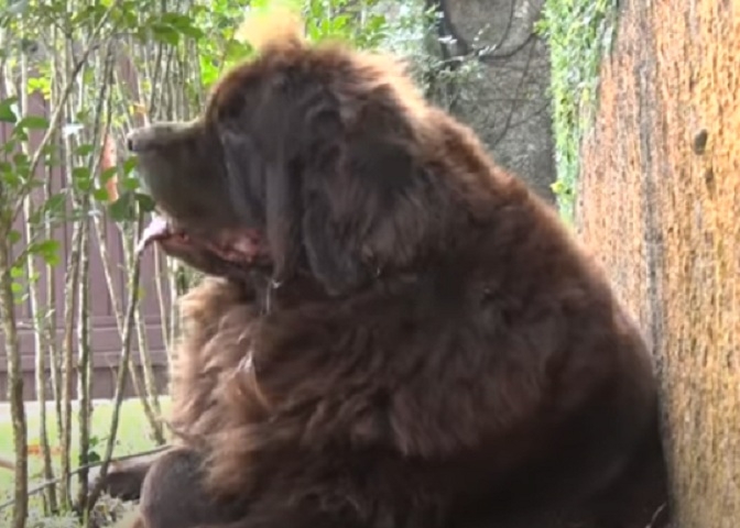 8° lugar: Terra Nova - Preço Médio: De R$ 5 mil a R$ 3 mil - Apesar do seu tamanho, esse cão de origem canadense é dócil e tranquilo, além de ser muito inteligente. É comum ver eles como parte da equipe de resgaste já que é um excelente nadador e um salva-vidas nato.  Reprodução: Flipar