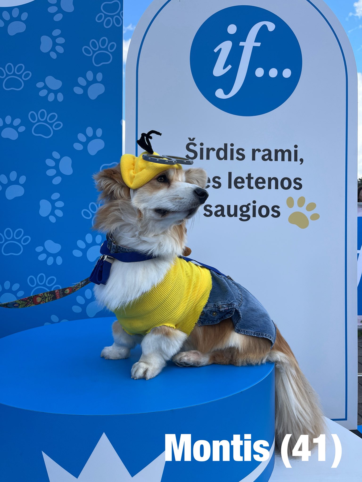 Corrida de Corgis reúne competidores fantasiados na Lituânia. Foto: Facebook/Corgi Race Vilnius