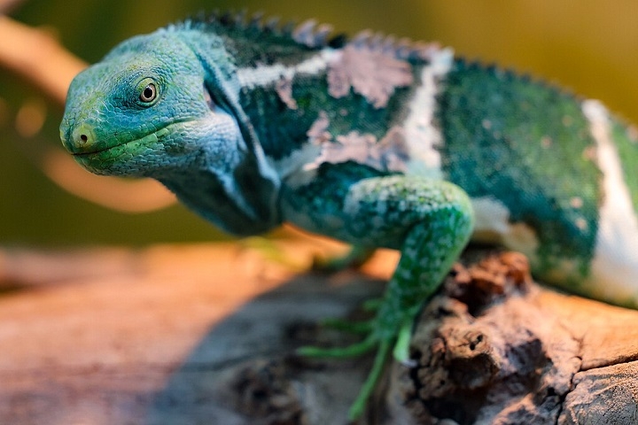 Por muito tempo, alguns cientistas achavam que as iguanas tinham passado por terra, através da Ásia ou Austrália. Reprodução: Flipar