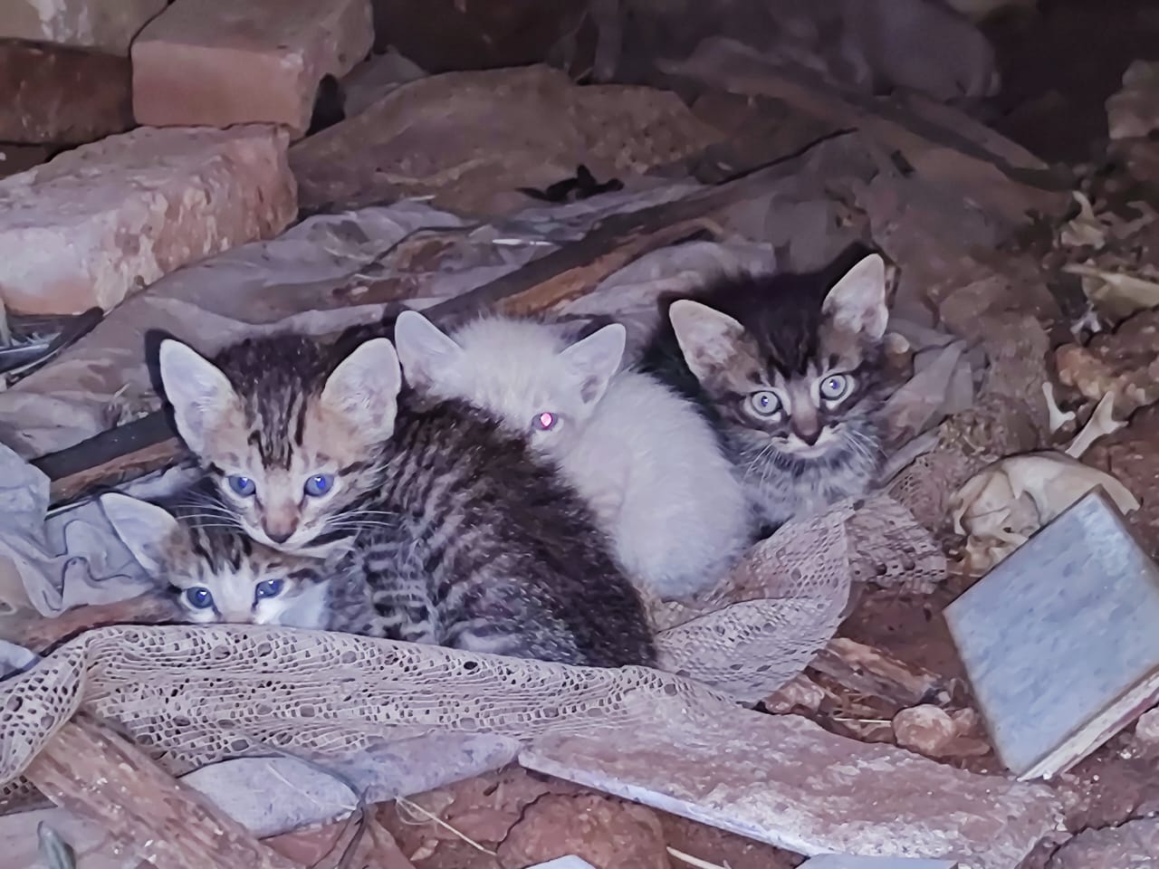 Gatos filhotes resgatados que ficaram em lar temporário com Aline 