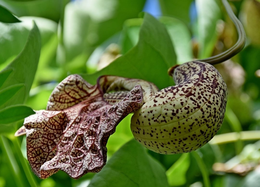 Abutua (Aristolochia cymbifera): Nativa da América do Sul, cresce em áreas tropicais. Contém aristoloquina, que pode causar danos renais severos e câncer.
 Reprodução: Flipar