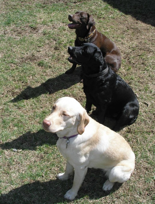 Labrador Retriever: Ativo por natureza, mas com forte apetite, tende a ganhar peso sem atividades físicas regulares.  É um cão de porte médio-grande e muito inteligente, com um temperamento amigável e sociável. É leal, fácil de treinar e adora atividades ao ar livre, sendo excelente tanto como cão de família quanto de trabalho. Reprodução: Flipar