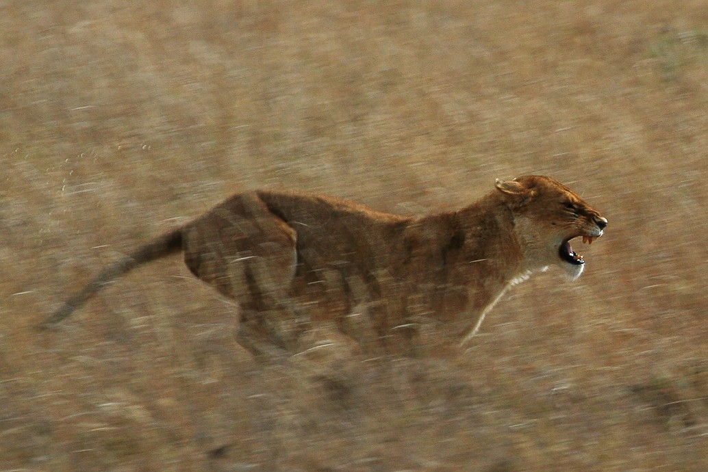 As fêmeas é que fazem a caça, enquanto os leões cuidam dos filhotes. Elas alcançam até 80 km/h na corrida. E saltam até 10 metros.   Reprodução: Flipar