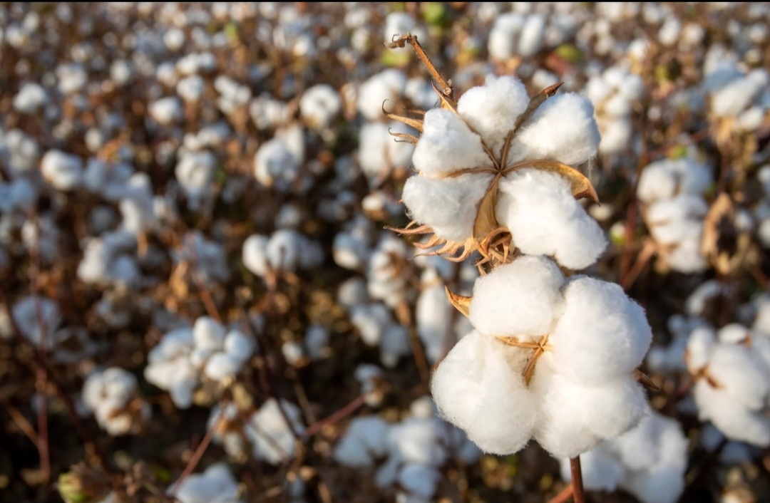 Em 2023 a produção de algodão do Brasil já havia crescido, atingindo 3,3 milhões de toneladas, alta de 5,1% em relação à safra anterior. Reprodução: Flipar