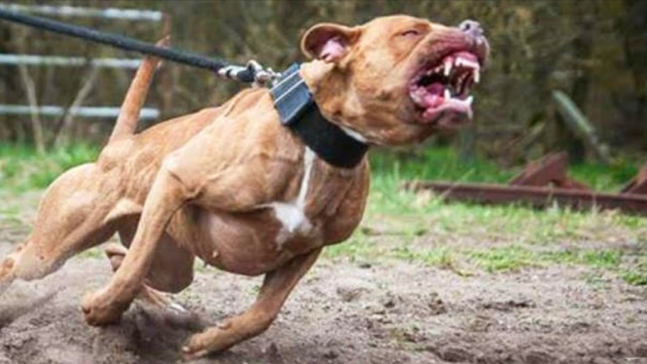 Eliminação - No estado mineiro, o cachorro poderá ser eliminado em caso dele atacar um animal ou ser humano e o médico veterinário atestar impossibilidade de convívio social devido à agressividade.. Foto: Reprodução