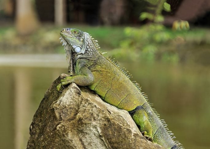 A Agência de Florestas e Conservação da Natureza de Taiwan decidiu abater 120 mil iguanas-verdes para controlar a superpopulação da espécie, que se tornou uma praga em áreas agrícolas.  Reprodução: Flipar