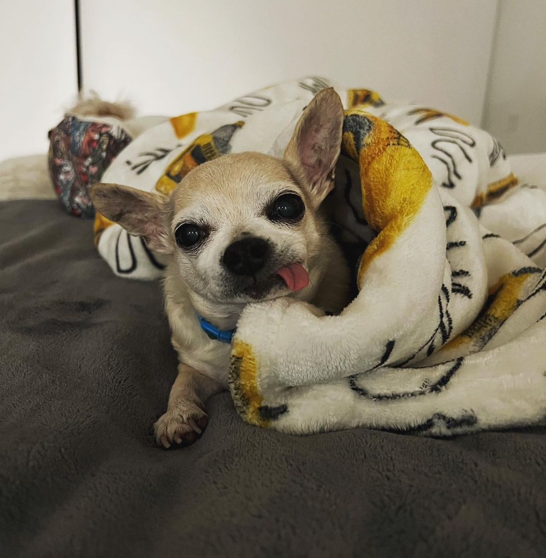 Kaley Cuoco presta homenagem de despedida a Dump, seu cachorrinho de estimação. Foto: Reprodução/Instagram