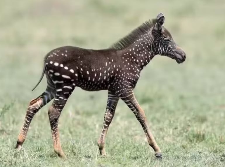 Uma zebra com bolinhas no lugar de listras na pele causou muita curiosidade e viralizou recentemente na web. O animal foi visto na Reserva Nacional Maasai Mara, no Quênia, na África. O FLIPAR mostrou e relembra para quem não viu.  Reprodução: Flipar