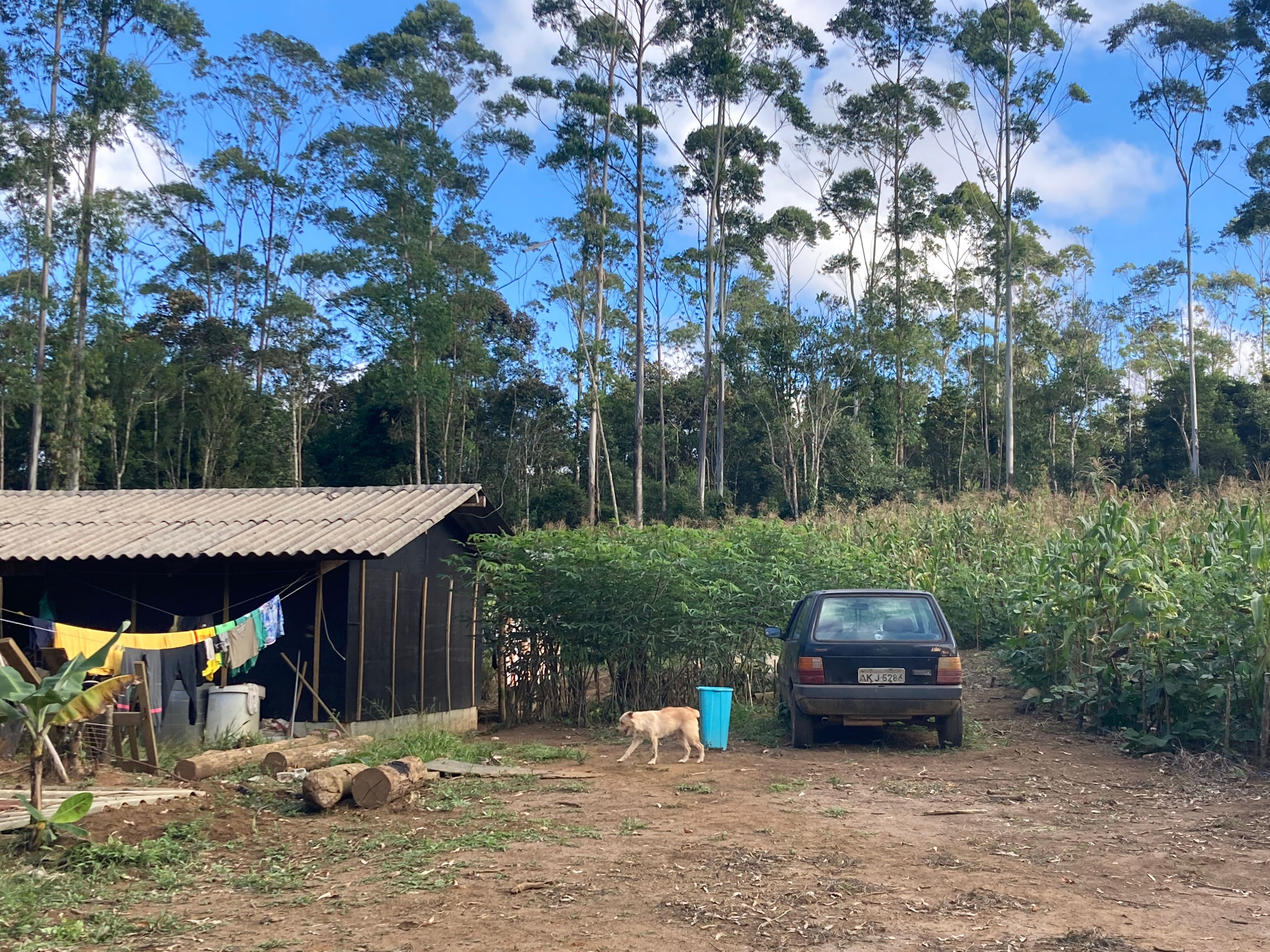 Casa de família Guarani ao lado da plantação de milho Ana Carolina Montoro / Portal iG / 02/03/2024