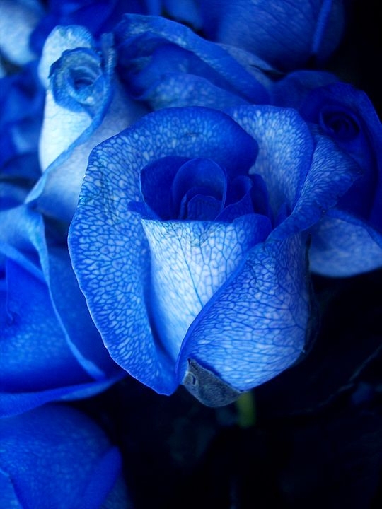 A rosa-azul não ocorre naturalmente, mas híbridos geneticamente modificados, como o Rosa x hybrida, foram criados para obter essa coloração. Originárias de projetos de engenharia genética, essas rosas simbolizam o mistério e a busca pelo impossível. São conhecidas por sua raridade e pelo perfume suave característico das rosas.
 Reprodução: Flipar