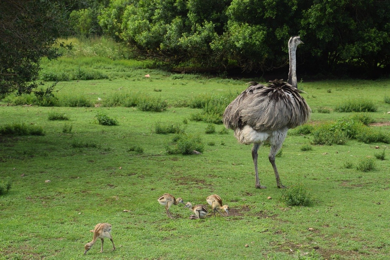 EMA - pode atingir até 1,7 metro de altura e pesar cerca de 40 kg, sendo a maior ave nativa da América do Sul. Possui plumagem parda acinzentada, pernas longas e asas reduzidas, o que a impede de voar. Seus pés têm três dedos, diferentes dos avestruzes, que têm dois. Reprodução: Flipar