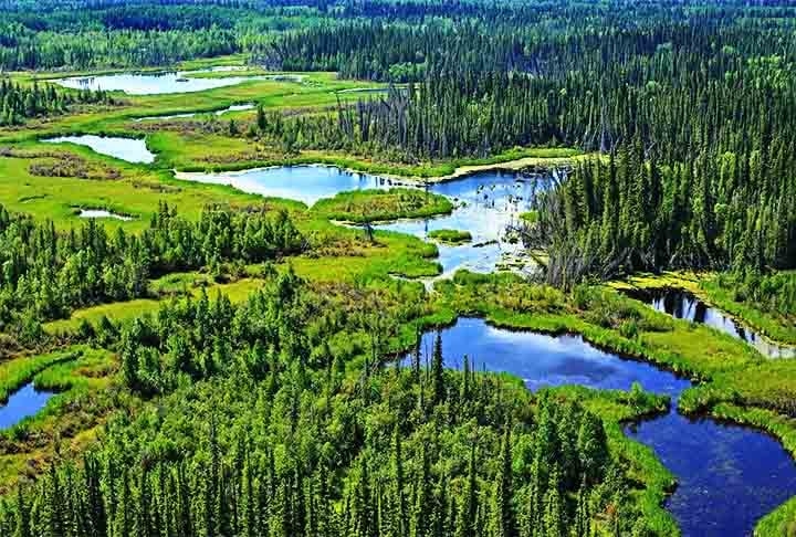 Canadá - O país abriga vastas florestas boreais de pinheiros, abetos e cedros, fundamentais para a biodiversidade e economia. As florestas boreais cobrem cerca de 60% do território do Canadá, tornando-se o maior bioma do país. Elas se estendem do Atlântico ao Pacífico,  com papel crucial no ecossistema global e na regulação climática.

 Reprodução: Flipar