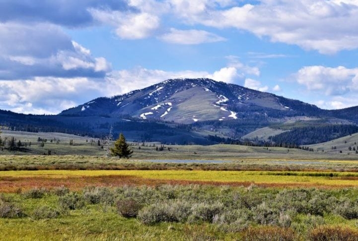 Essa pesquisa foi realizada ao longo de 26 anos e envolveu a análise de mais de 200 amostras de sangue de lobos no Parque Nacional de Yellowstone, nos EUA. Reprodução: Flipar