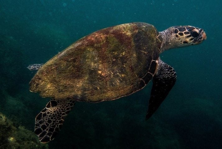 As Tartarugas-de-pente, que podem viver até 150 anos e os Caranguejos-ferradura, que conseguem viver até 100 anos. Reprodução: Flipar