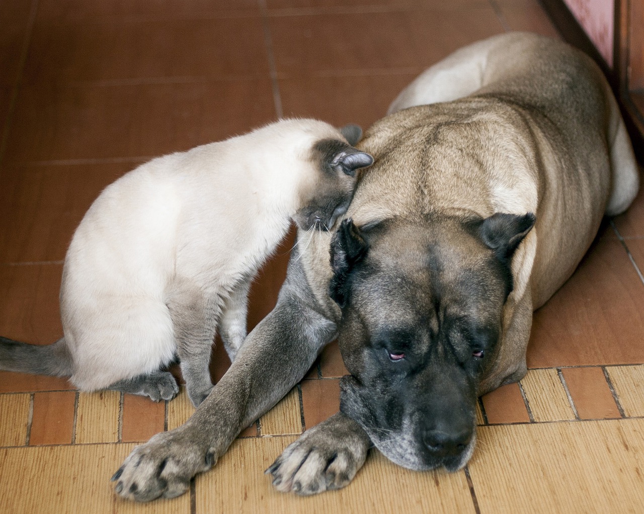 Dogue Canario pode conviver com gatos. Foto: liliy2025/Pixabay