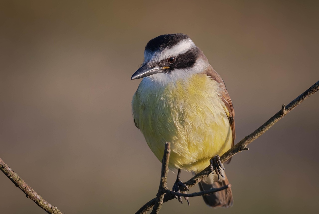 O bem-te-vi (Pitangus sulphuratus) é encontrado em todo o Brasil, em diversos tipos de ambientes, como florestas, plantações, jardins, margens de rios e lago. No entanto, o bioma mais popular deste animal é o Cerrado. Reprodução: Flipar