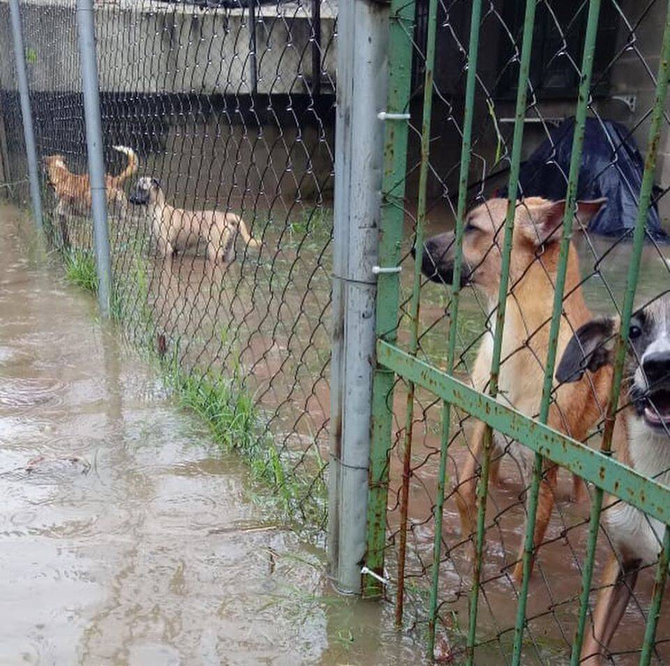 A ONG Focinhos de Luz ficou alagada . Foto: Reprodução Facebook