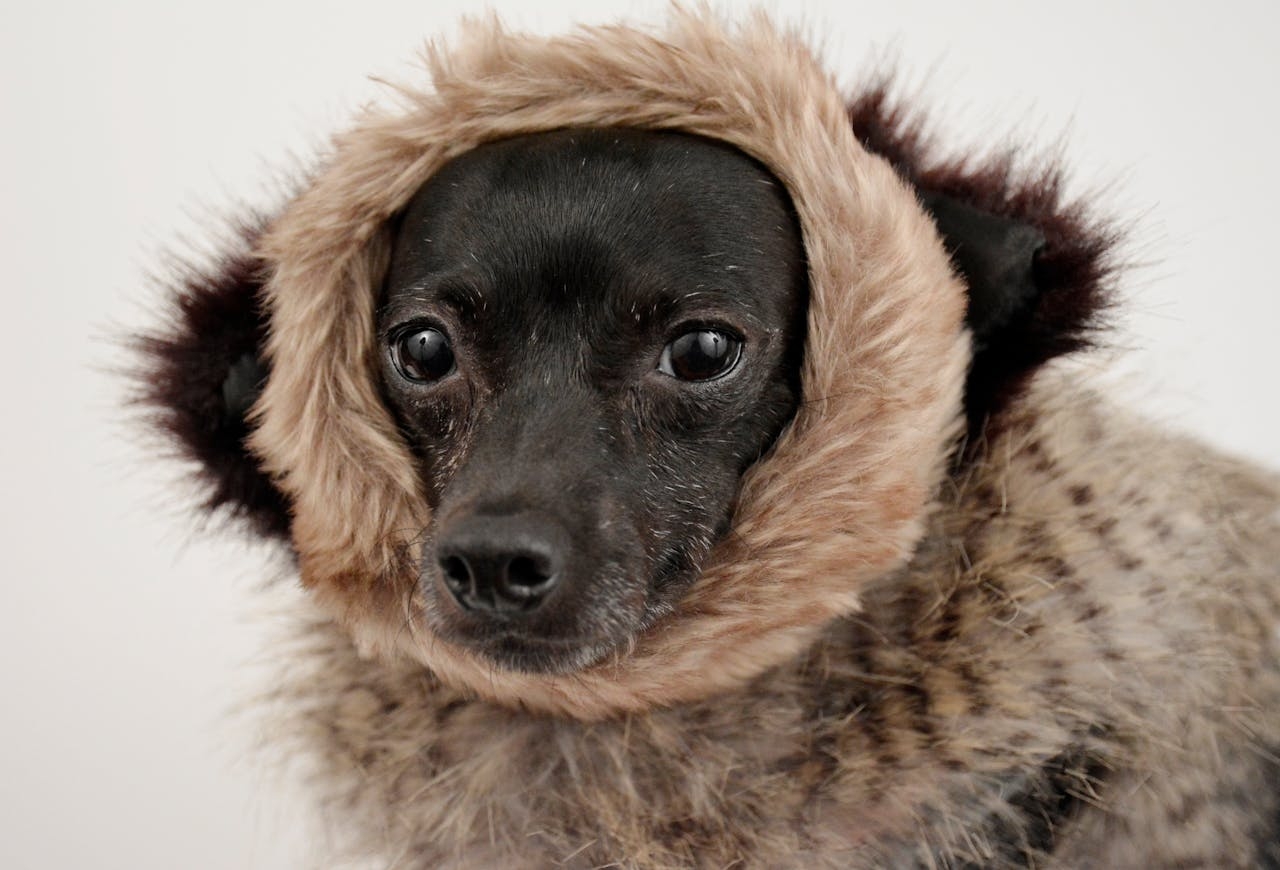 Devido ao seu tamanho reduzido, os Chihuahuas têm uma tendência a ser sensíveis ao frio, por isso é importante protegê-los de temperaturas extremas. Eles geralmente preferem ambientes mais quentes e aconchegantes, e muitos donos optam por roupas para aquecer seus pets durante o inverno. Reprodução: Flipar