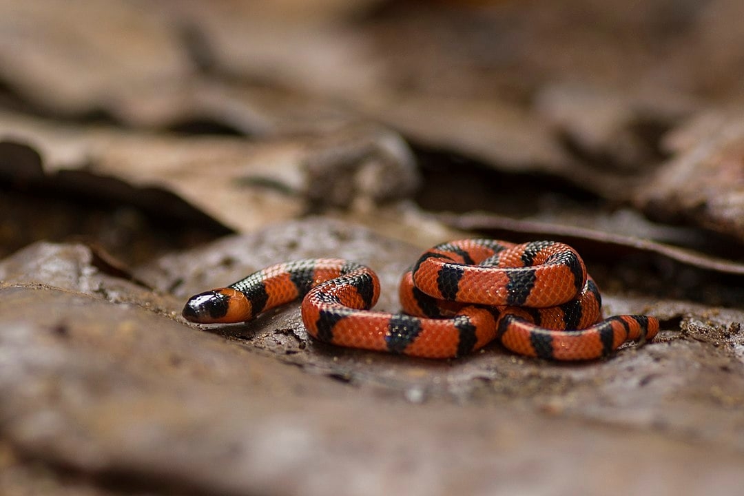 Já entre as cobras, a mais venenosa do Brasil é a Cobra-Coral Verdadeira. Ela atacou um menino de 6 anos, recentemente, em Santa Catarina. Sua toxina se espalha pelo sistema nervoso e o socorro tem que ser rápido, com soro antielapídico. Reprodução: Flipar