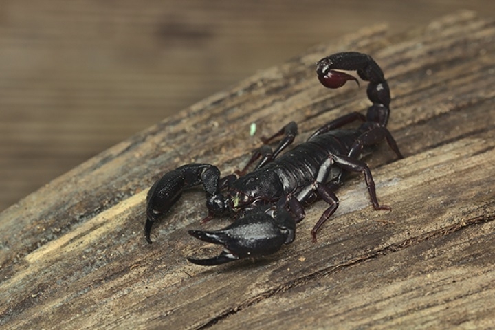 Eles revelaram que a toxina isolada – chamada BamazScplp1 – tem ação semelhante à do quimioterápico paclitaxel, frequentemente usado no tratamento da doença. Reprodução: Flipar