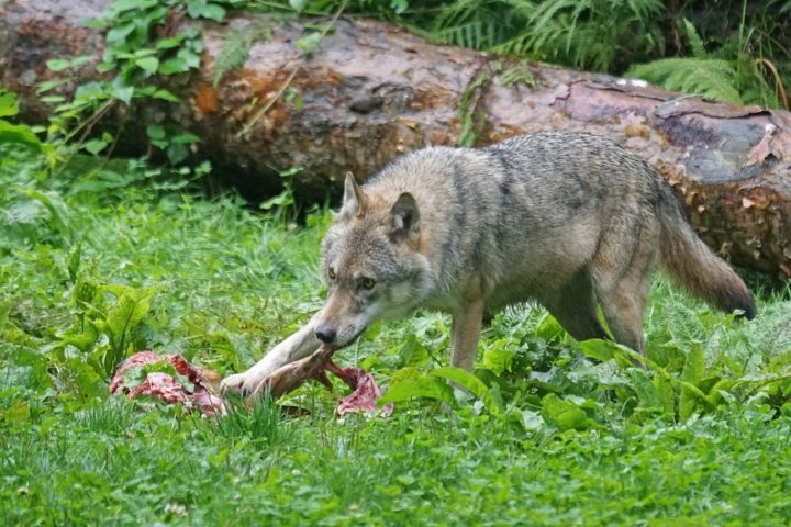 A contaminação pode ocorrer quando os lobos compartilham presas com esses felinos ou entram em contato direto com suas carcaças ou suas fezes. Reprodução: Flipar