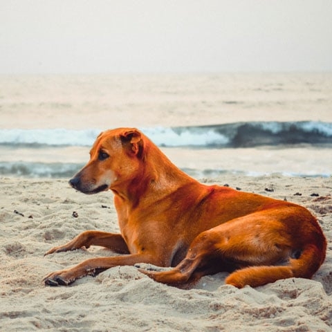 Dica importante: Não deixá-los muito tempo sozinhos - O ideal é que o pet não fique mais de oito horas sozinho.  Isso pode causar depressão e outros problemas comportamentais. O enriquecimento do ambiente, com brinquedos e acessórios, é ótima opção durante a ausência do tutor.  Reprodução: Flipar