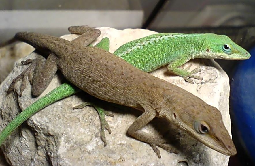 ANOLIS-VERDE (Anolis carolinensis) - Origem: Estados Unidos, especialmente no sudeste, incluindo Flórida, Geórgia e Carolina do Norte. Vive em florestas tropicais, matagais e áreas urbanas, geralmente onde há vegetação para se esconder. Sua coloração varia de verde a marrom, dependendo do ambiente e do seu humor. Reprodução: Flipar