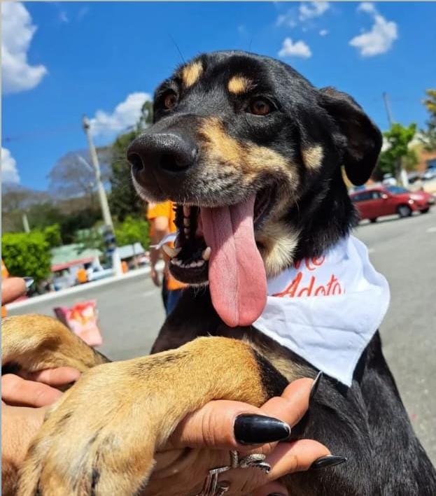 Evento de Adoção de Cães e Gatos acontece no último domingo de fevereiro Divulgação