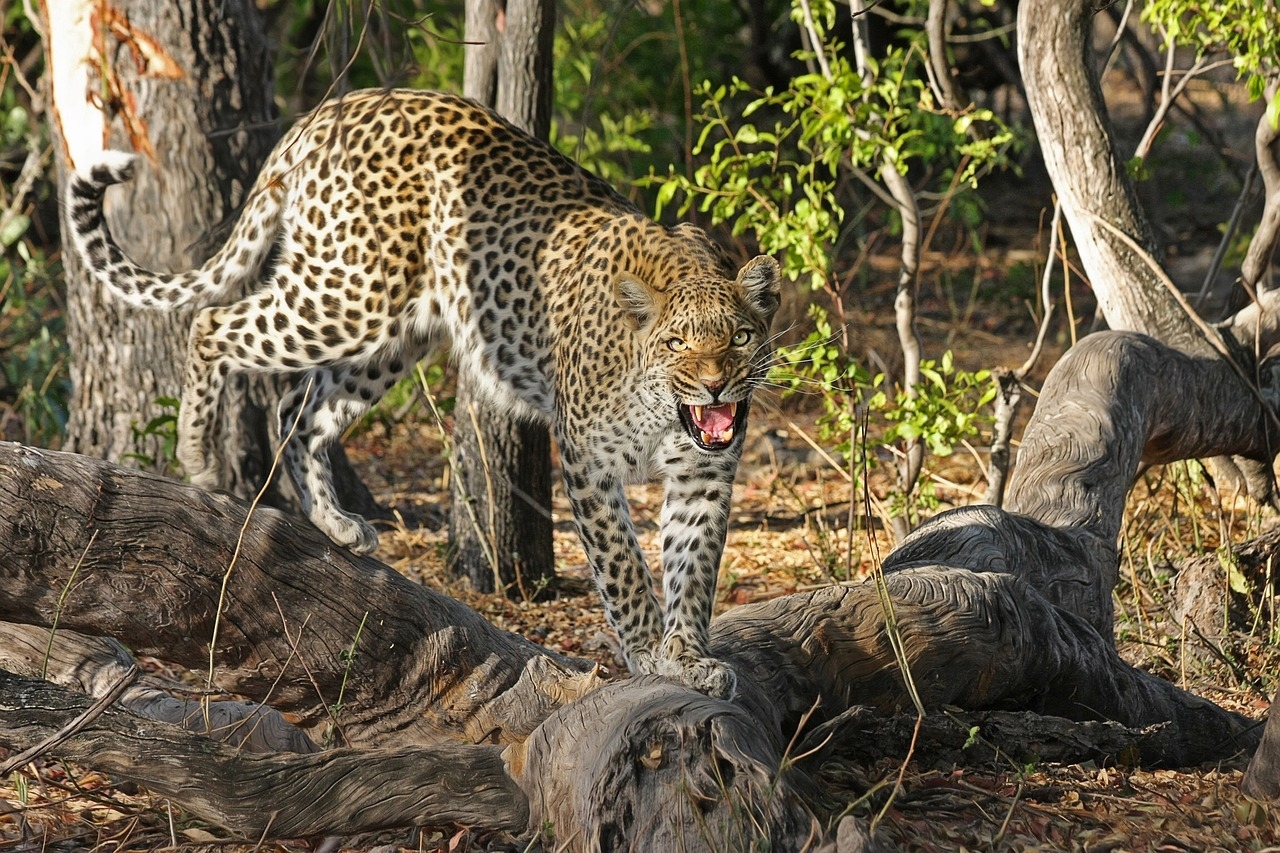 A pelagem deste animal é amarela, coberta por pequenas manchas redondas de coloração preta. O leopardo possui uma longa cauda, que o ajuda a manter o equilíbrio ao subir em árvores ou ao fazer longas corridas em grandes velocidades (cerca de 60 km/h). Reprodução: Flipar