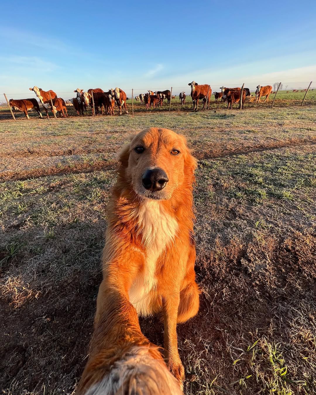 Fotos do golden retriever Preguntale no Instagram Instagram