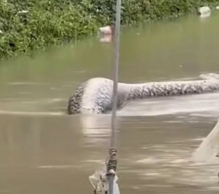 Um exemplar da maior espécie de cobra do mundo apareceu em uma rua na província de Pattani, na Tailândia. Vídeo publicado no jornal “The Bangkok Post” mostrou uma píton-reticulada de 6 metros na via tomada pela água após uma enchente. Na filmagem é possível ver que a cobra estava bastante inchada, o que levantou suspeitas de que possa ter se alimentado de algum animal doméstico na região. 
 Reprodução: Flipar