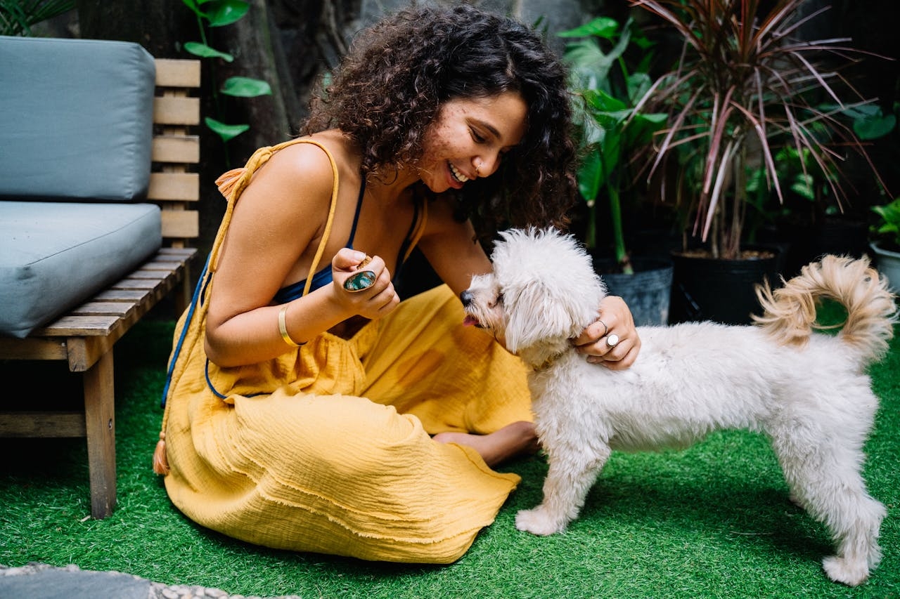 Na França, onde a raça é muito apreciada, o Poodle pode ser encontrado em competições e desfiles, mostrando toda sua graça e agilidade. A raça também se tornou um ícone da moda, com muitos famosos mantendo Poodles como animais de estimação, o que aumentou ainda mais sua popularidade. Reprodução: Flipar