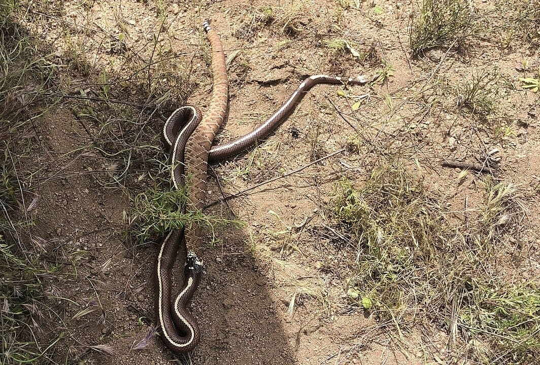Ela é imune ao veneno dessas espécies, o que a torna uma predadora dominante em seu habitat. Esse comportamento é chamado de ofiofagia.
 Reprodução: Flipar