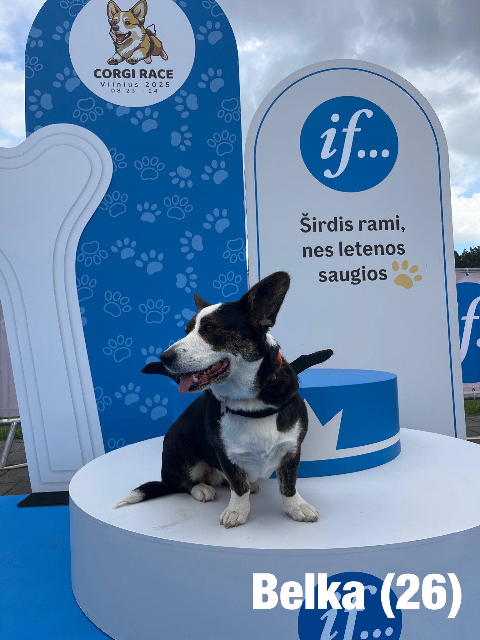 Corrida de Corgis reúne competidores fantasiados na Lituânia. Foto: Facebook/Corgi Race Vilnius