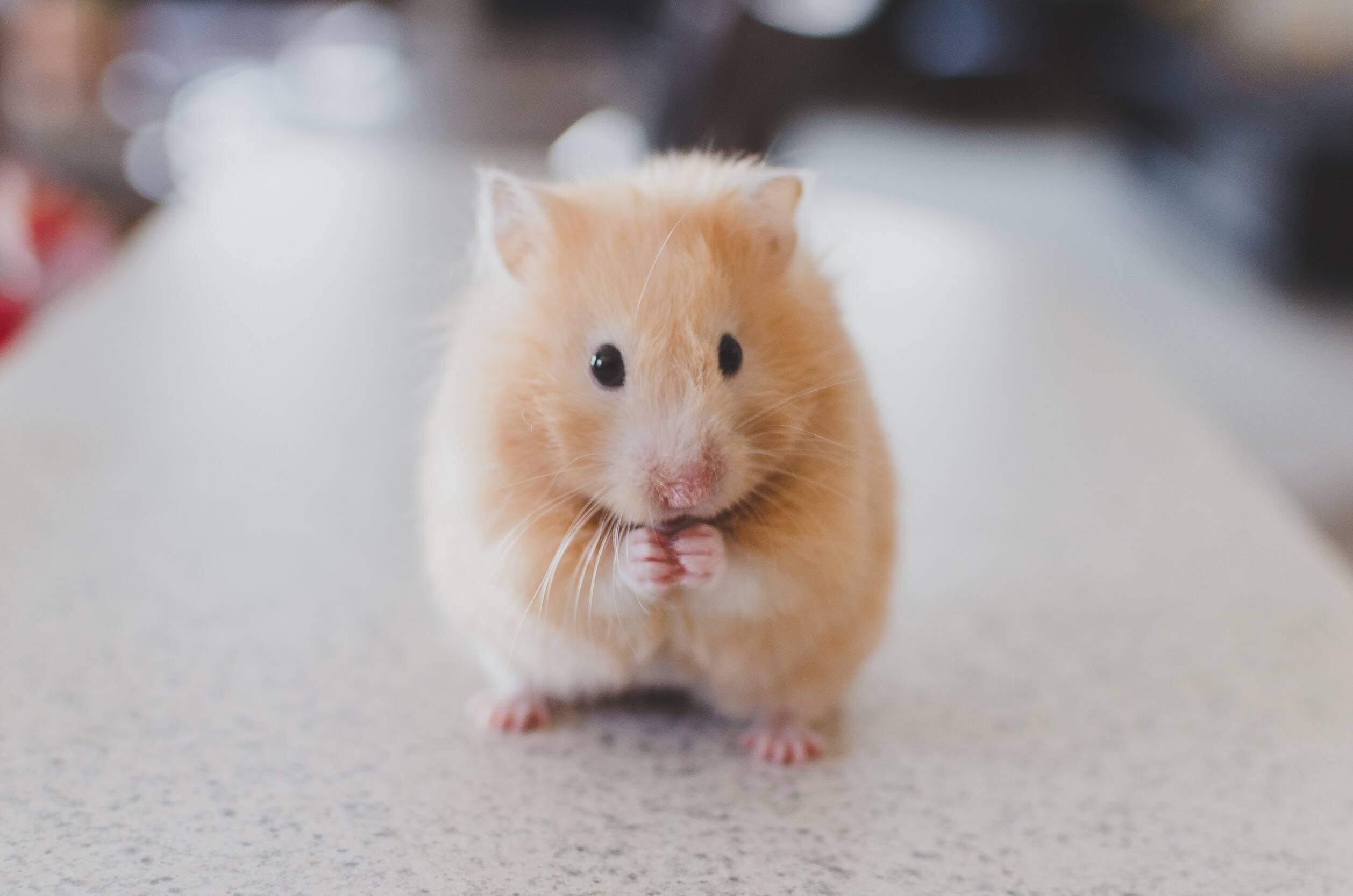 Hamster fofinho para ajudar a deixar a sua segunda-feira a ficar melhor. Foto: Banco de imagens/Pixabay