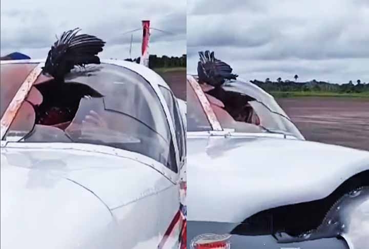 Passageiros compartilharam as imagens da aeronave nas redes sociais. Isso mostra os riscos da vida selvagem para a aviação, sobretudo em áreas onde avistamentos de aves são comuns.

 Reprodução: Flipar