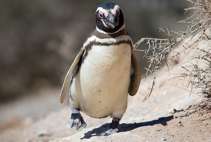 Os pinguins-de-Magalhães partem da Patagônia, no Sul da Argentina, atrás de alimento, e passam pelo litoral brasileiro. Em seu trajeto, Zé acabou tendo um fim trágico.
 Reprodução: Flipar