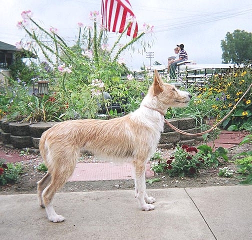 Podengo Português:   É  um cão ágil, enérgico e muito versátil, usado tradicionalmente na caça. É alerta, leal e adaptável, com uma natureza curiosa e excelente instinto de caça. Reprodução: Flipar