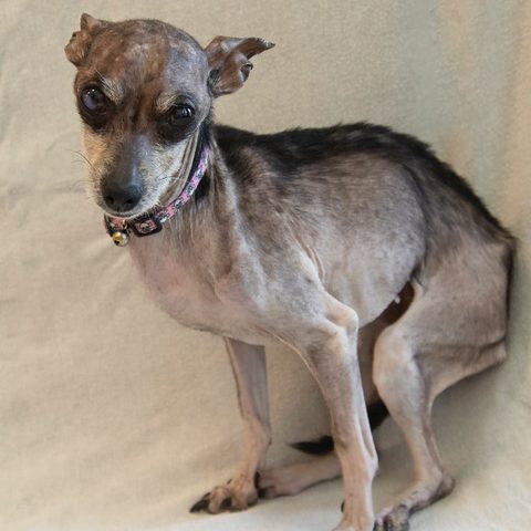 Twiggy é uma mistura de chihuahua de 14 ou 15 anos que vive em Sonoma (CA) e também é estreante na competição. A história de Twiggy começou quando ela foi encontrada vagando pelas ruas. Quando foi resgatada, era super magra, quase careca e tinha problemas oculares muito graves. Mas graças a seus pais adotivos e a um oftalmologista talentoso, seus olhos estão melhorando a cada dia. Hoje, a cadela está ganhando peso, seu pelo está crescendo novamente e ela é uma cachorrinha feliz. Divulgação