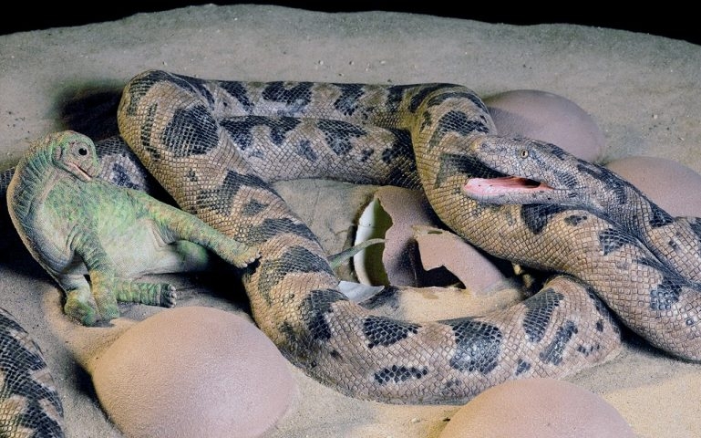 Essa serpente ficou famosa por ser encontrada ao lado de ovos fossilizados de saurópodes, o que sugere que se alimentava deles ou até de filhotes recém-nascidos. Reprodução: Flipar