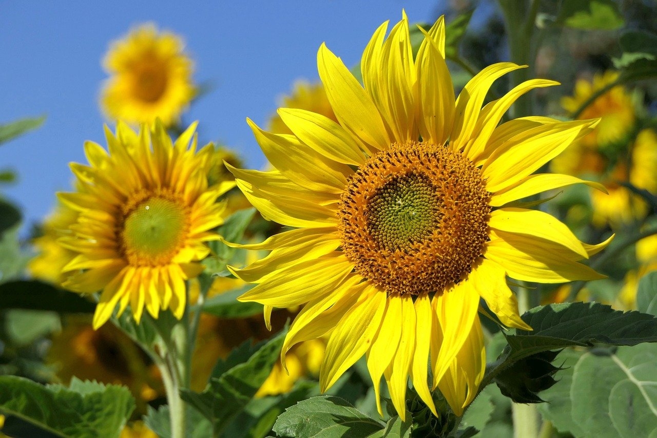 Segundo Guinness Book , a maior flor de girassol foi cultivada no Canadá e apresentava 82 centímetros. Linda , chamativa e com registro no livro dos recordes.  Reprodução: Flipar