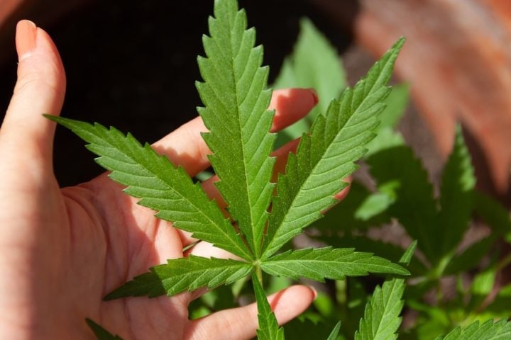 Ainda segundo a coluna da Mônica Bergamo, o parlamentar importou um vidro de Cannabis industrializada para iniciar o tratamento. Reprodução: Flipar